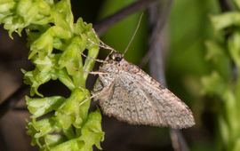 Ascotis fortunata uit de familie van de Spanners, ook regelmatige bestuivers van Tweehartenorchis