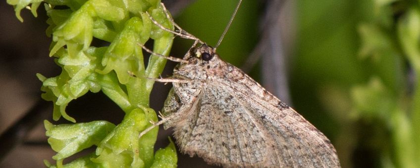 Ascotis fortunata uit de familie van de Spanners, ook regelmatige bestuivers van Tweehartenorchis