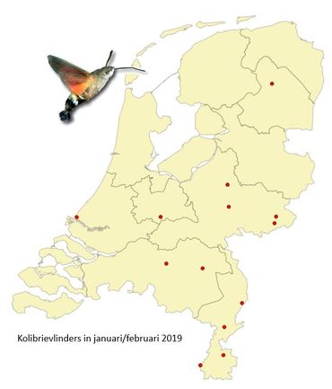 Meldingen van de kolibrievlinder in 2019. Overal in het land worden meldingen gedaan.