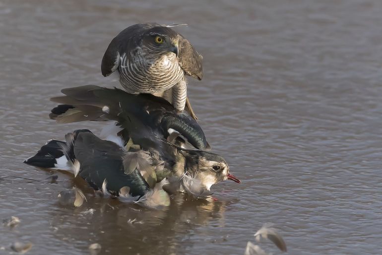 Sperwer met een kievit in het water