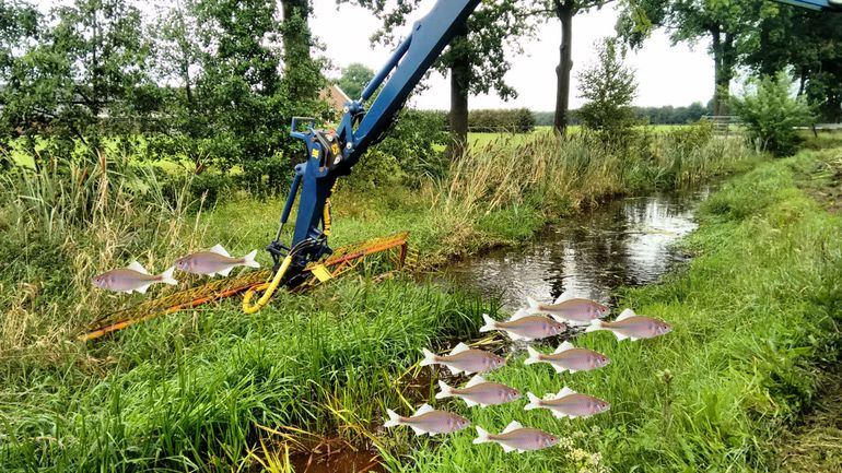 Door een kwart van de vegetatie te sparen en de maaikorf vóór de oever omhoog te halen nemen de vluchtmogelijkheden voor vissen toe