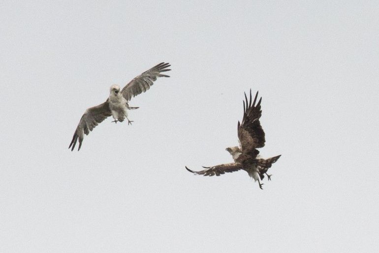 Twee onvolwassen slangenarenden in conflict boven de Kraloërheide, Dwingelderveld, 10 juli 2022