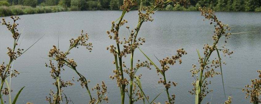 Galigaan, Cladium mariscus