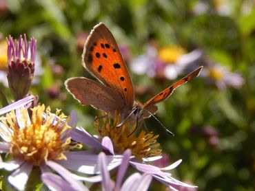 Kleine vuurvlinder is soms in september talrijker dan in lente en zomer