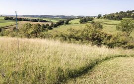 Staatsbosbeheer De Wrakelberg heeft het grootste volwaardige kalkgrasland van Nederland.