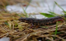 kleine watersalamander