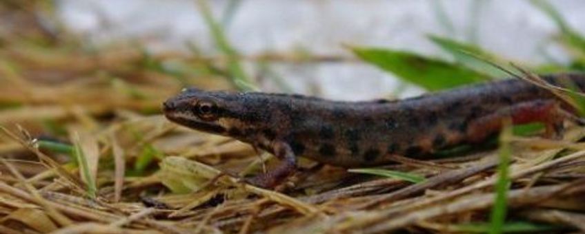 kleine watersalamander