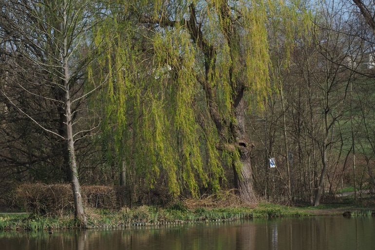 Holtes in oude bomen zijn potentieel leefgebied voor de juchtleerkever. Ze dienden daarom gecontroleerd te worden op aan- of afwezigheid van de juchtleerkever indien er sprake is van kapwerkzaamheden