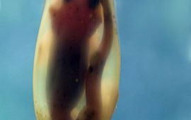 Alice Wiegand Eikapsel met embryo hondshaai, wikipedia, GNU Free Documentation License,