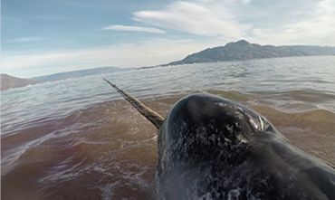 After their release, narwhals made a series of deep dives, swimming hard to escape, while their heart rates dropped to shockingly low levels (3 to 4 beats per minute). This put them in danger of not getting enough oxygen to the brain and other critical organs