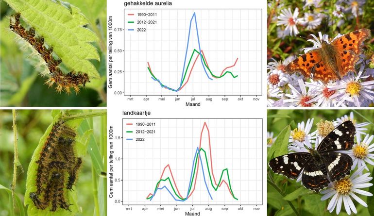 De rupsen, de waargenomen aantallen van gehakkelde aurelia en landkaartje in het meetnet, tot 10 augustus 2022 en de vlinders op herfstaster