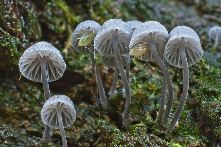 Blauwgrijze schorsmycena (Mycena pseudocorticola)