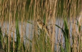 Acrocephalus arundinaceus. Grote karekiet