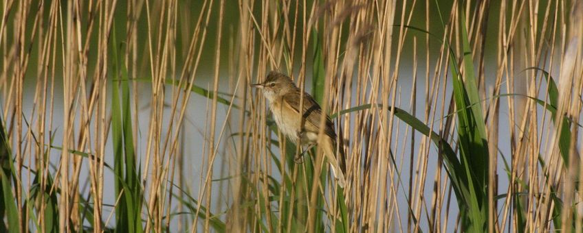 Acrocephalus arundinaceus. Grote karekiet