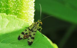 Mannetje schorpioenvlieg Panorpa sp