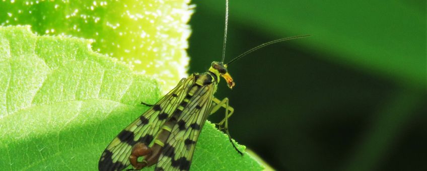 Mannetje schorpioenvlieg Panorpa sp