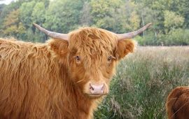 Maurice van Bruggen Schotse hooglander, GNU-licentie voor vrije documentatie