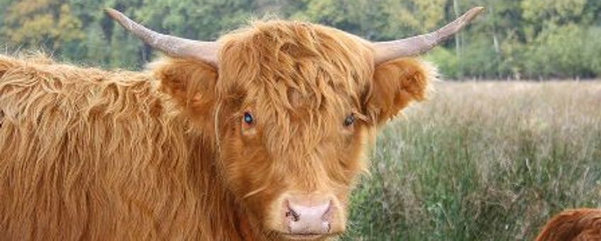 Schotse hooglander, GNU-licentie voor vrije documentatie