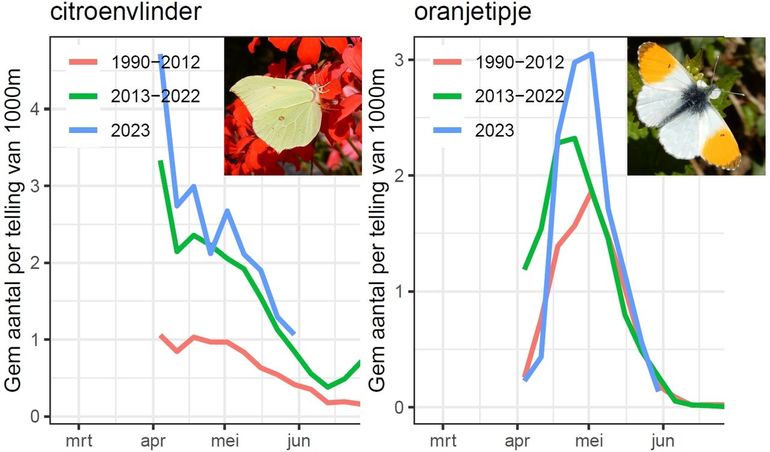 Gemiddeld aantal vlinders per route van citroenvlinder en oranjetipje in voorjaar 2023, vergeleken met het langjarig gemiddelde