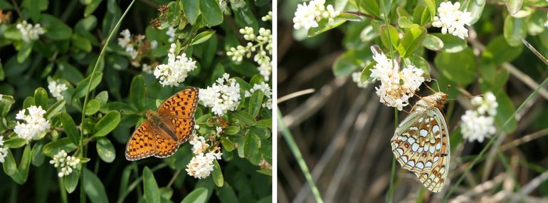 Ligusterstruwelen, een favoriete nectarbron voor de duinparelmoervlinder, zijn in de Amsterdamse Waterleidingduinen nauwelijks meer te vinden