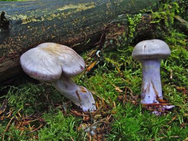 De eerste vondst van de uitgestorven gewaande Kamfergordijnzwam vond plaats in een Drents fijnsparbos