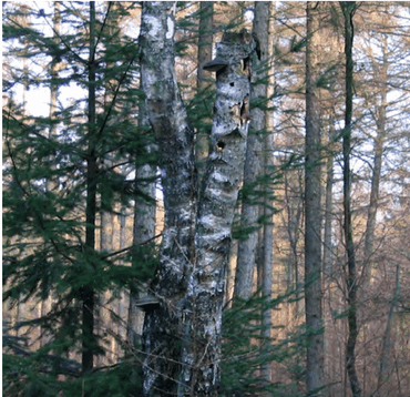 Een typische nestplaats van de matkop: het bovenste holletje in de dode berkenstaak