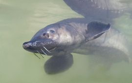 Jelger Herder Europese Atlantische steur (Acipenser sturio)