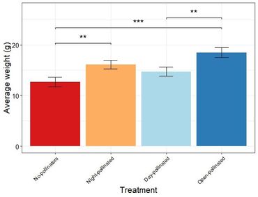 Het gewicht van aardbeien onder verschillende behandelingen. Van links naar rechts: geen bestuivers – alleen nachtbestuivers – alleen dagbestuivers – dag en nacht bestuiving mogelijk