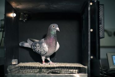 Pigeon in the experimental set-up