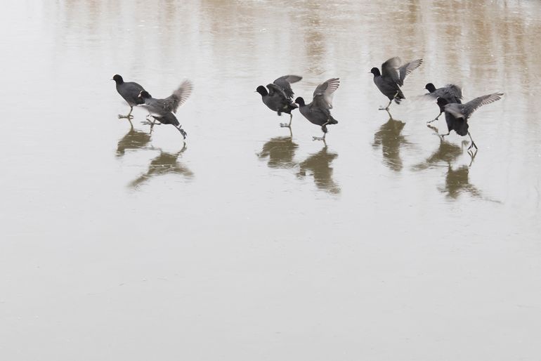 Groepje meerkoeten rennend over het ijs