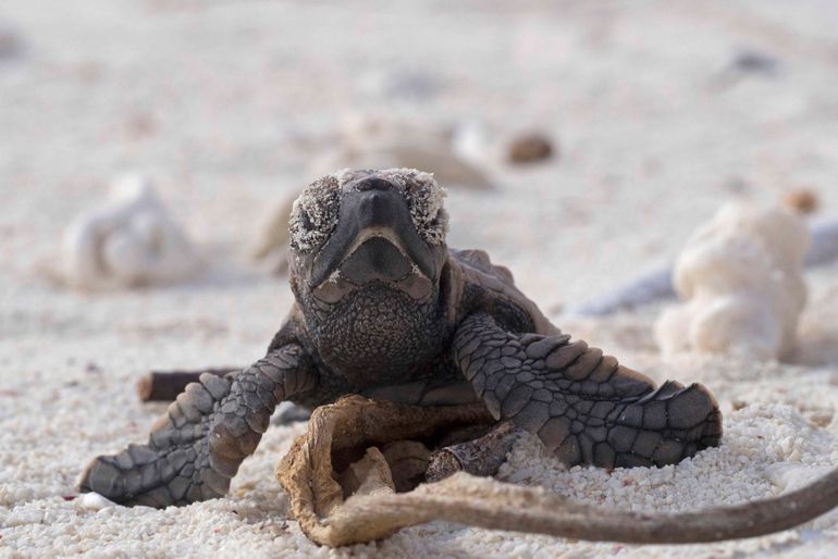 Pasgeboren karetschildpad, Bonaire
