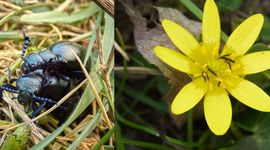 Volwassen blauwe oliekevers en larven van de blauwe oliekever op speenkruid.