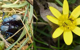 Volwassen blauwe oliekevers en larven van de blauwe oliekever op speenkruid.