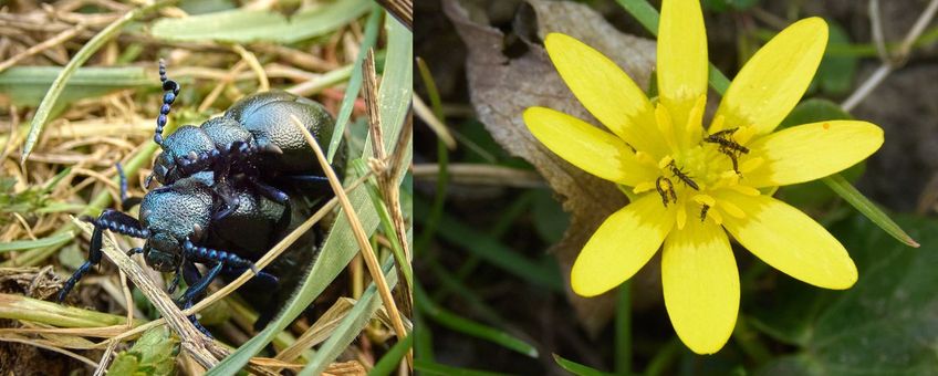 Volwassen blauwe oliekevers en larven van de blauwe oliekever op speenkruid.