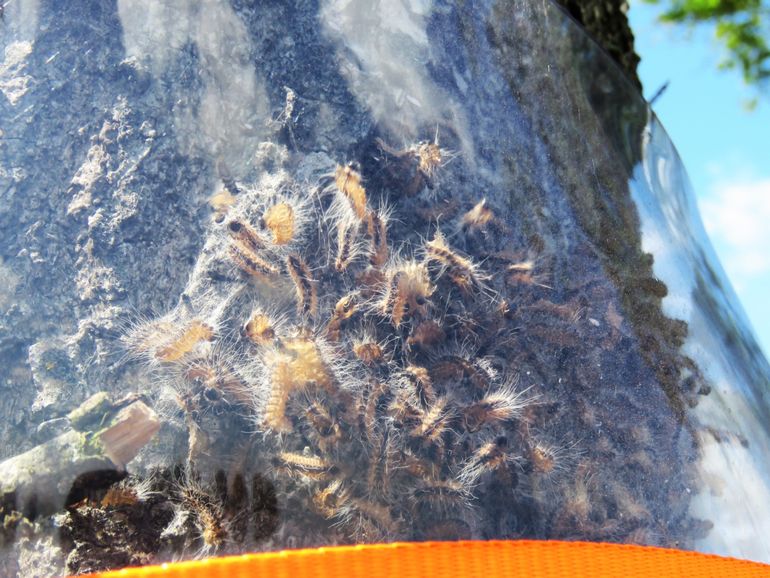 Nest van eikenprocessierupsen achter kraag van een rupsenval