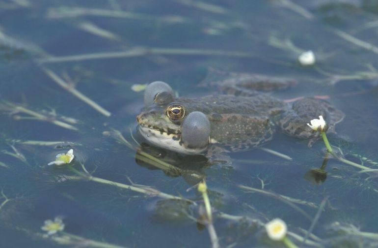 Kwakende meerkikker