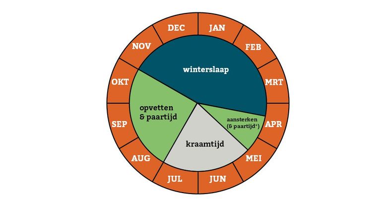 De jaarcyclus van vleermuizen: per soort kunnen de seizoensgrenzen variëren. *Gewone grootoorvleermuizen paren ook in het voorjaar