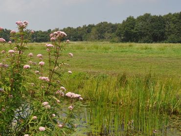 Natuurinclusieve landbouw houdt rekening met de natuurwaarden