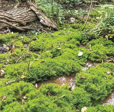 Beekdalveen: het water stroomt 'diffuus' tussen geveerd diknerfmos door.