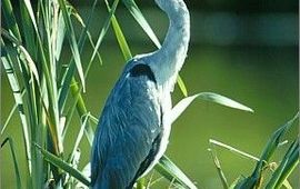 IVN Vecht en Plassengebied blauwe reiger