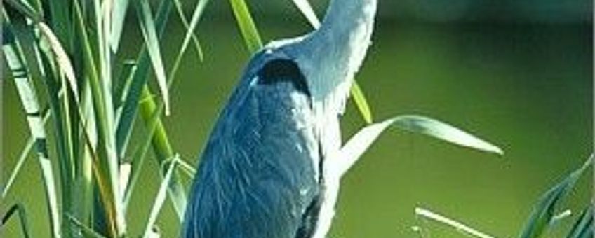 blauwe reiger