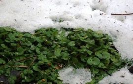Verspreidbladig Goudveil in sneeuw
Foto: Gertie Papenburg