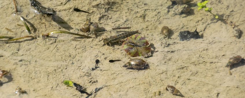 Klein watertje met onder andere waterlopers, kikkervisjes, zoetwaterslakken en een libellenlarve