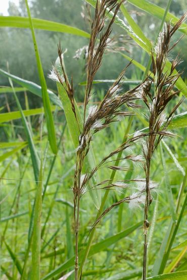 Riet in de heemtuin, Zaandam