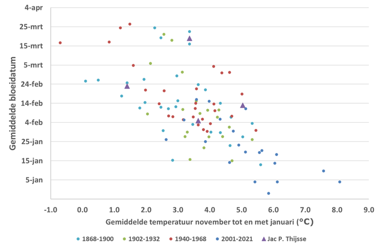 Figuur 2: Relatie tussen de gemiddelde temperatuur in de maanden november tot en met januari en de gemiddelde bloeidatum van de hazelaar in Nederland in vier periodes waarin waarnemingen zijn verzameld. De paarse driehoekjes zijn de waarnemingen van bloeiende hazelaar die Jac. P. Thijsse in zijn dagboek noteerde in 1884, 1895, 1896 en 1897