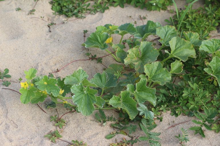 Diverse exoten kunnen langs de Waal gevonden worden. Op deze afbeelding staat een Meloen in bloei.