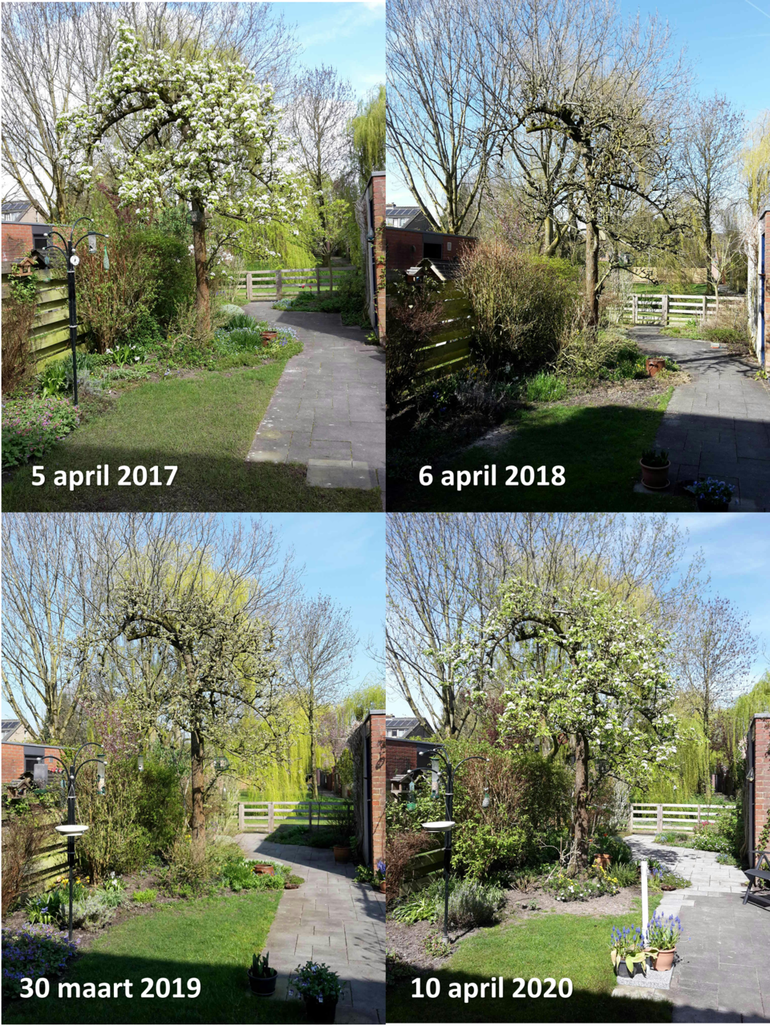 Perenboom in achtertuin Utrecht rond 5 april 2017, 2018, 2019 en 2020