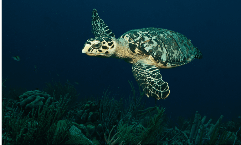 Hawksbill turtle