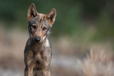 Jonge wolvenpup uit Duitsland