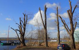 Gekandelaberde bomen